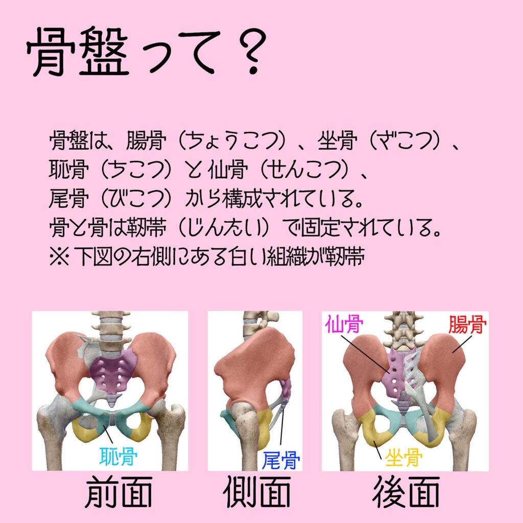 【からだのトリセツ3】腰痛予防に必要な骨盤と股関節の動き スタジオ ヴァルト 131f