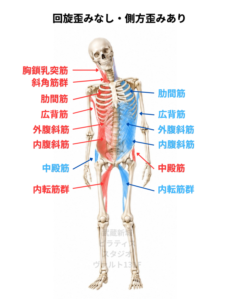 回旋歪みなし側方歪みありの筋肉