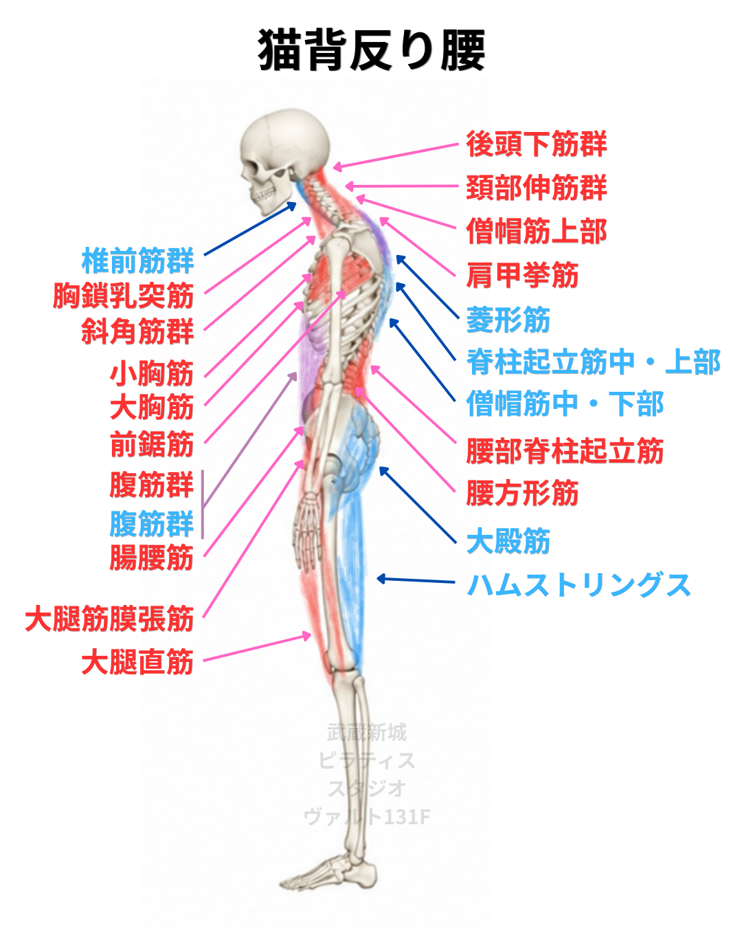 猫背反り腰姿勢の筋肉