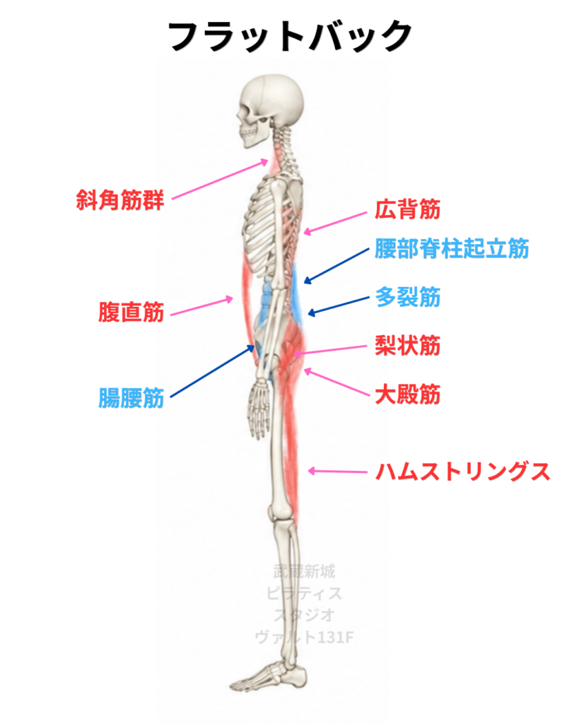 フラットバック姿勢の筋肉