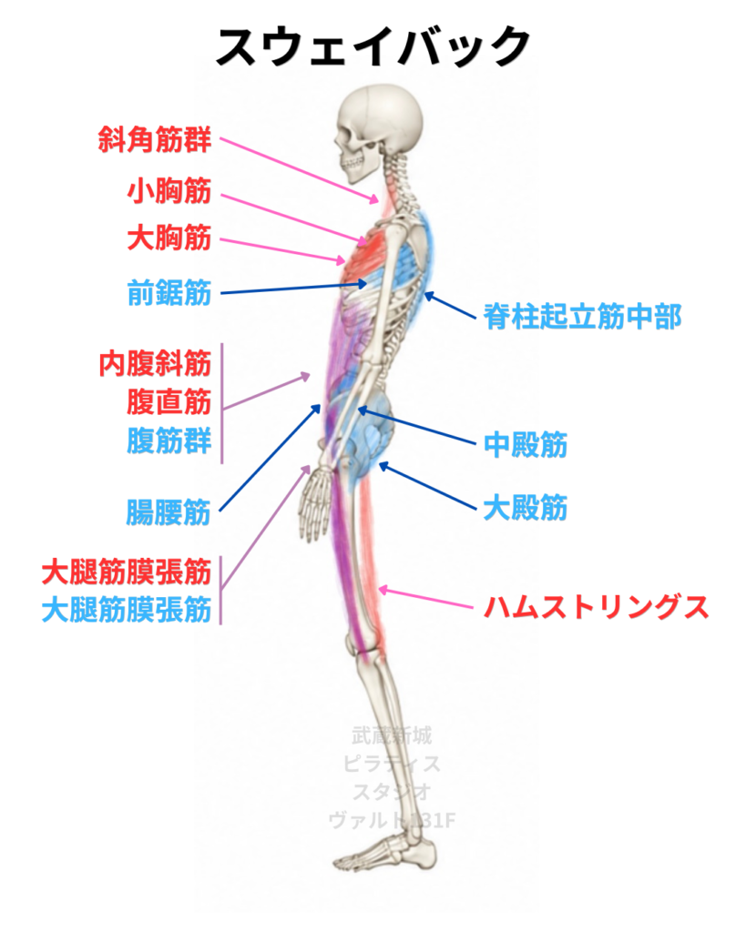 スウェイバック姿勢の筋肉